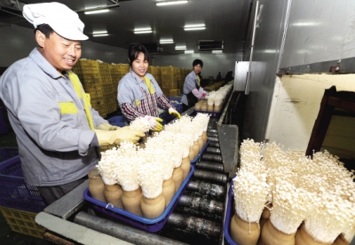 蘇州華泰昌農(nóng)業(yè)科技有限公司金針菇產(chǎn)能翻番