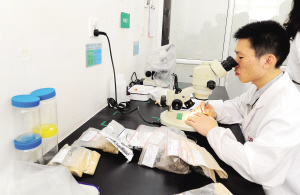 安佑為乳豬提供斷奶口糧