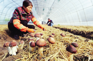 稻花香種出松茸菇
